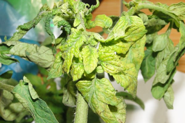 5 Giải pháp thuốc phòng trị Bệnh Xoăn Lá hữu hiệu cho cây trồng