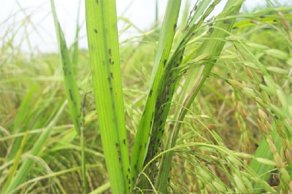 Triệu chứng gây hại của sâu đục thân hại lúa