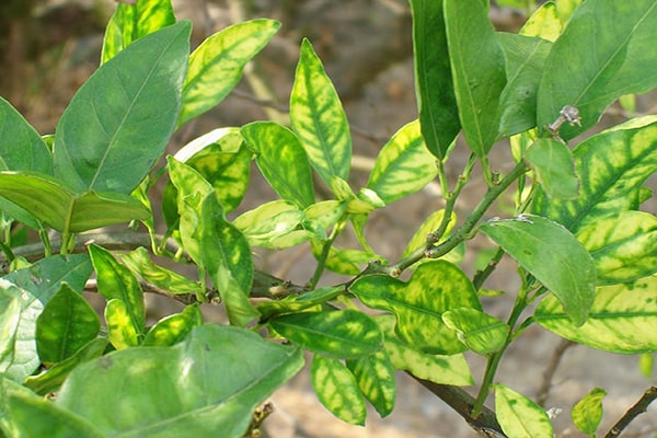 15+ Biện pháp phòng trừ Bệnh vàng lá Greening gây hại cây có múi