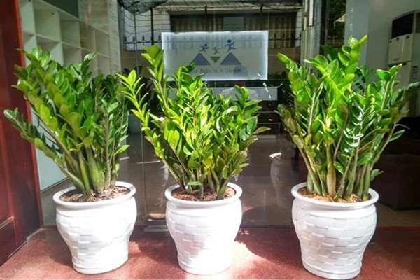 Cây Kim Tiền Đen - Zamioculcas Zamiifolia “RAVEN” | OnlyPlants VN - Thế  giới Kiểng lá và Cây trồng trong nhà