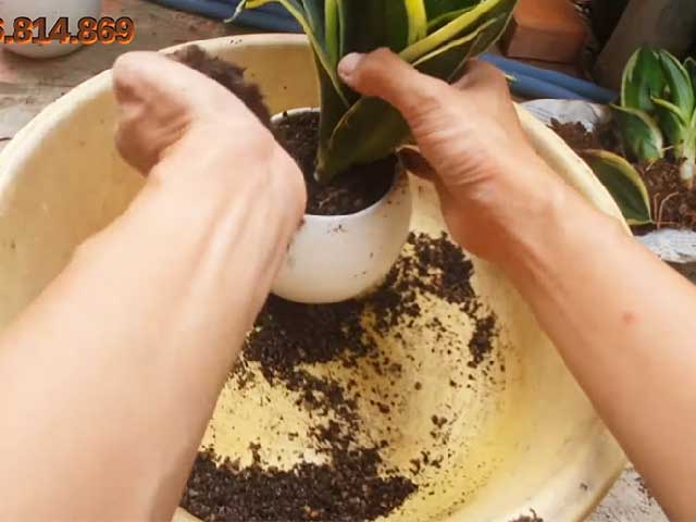 Cách trồng cây lưỡi hổ bằng tách bụi
