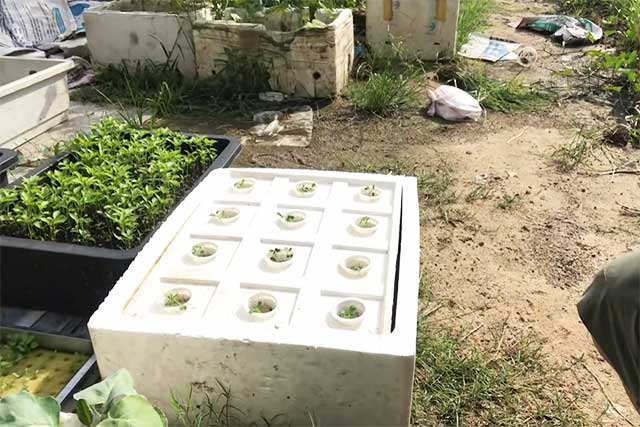Cách trồng rau thủy canh tại nhà 9
