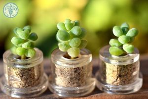 Cách trồng sen đá bằng hạt