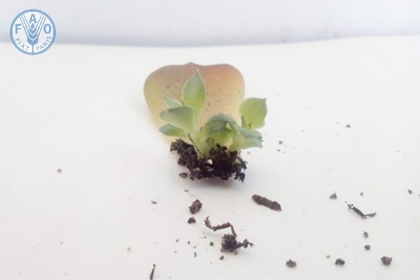 Cách trồng sen đá từ lá