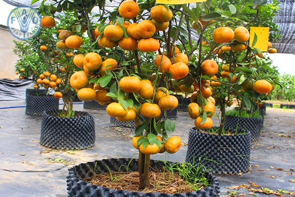 Cây trồng trong nhà họ cam quýt