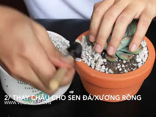 Cách chăm sóc cây xương rồng - dải đá trên bề mặt chậu