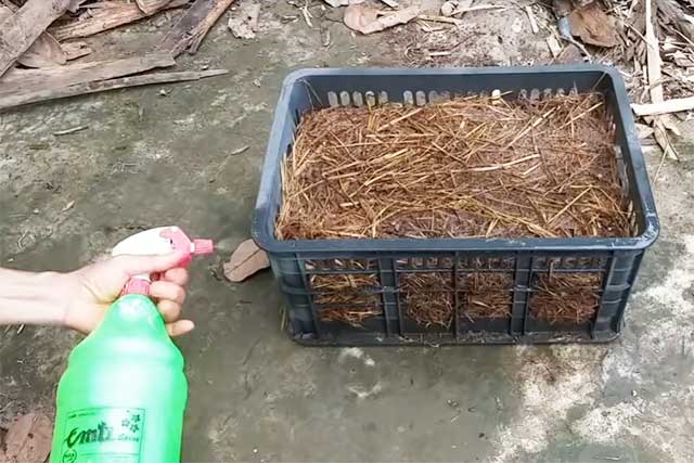 Cách trồng nấm rơm đơn giản tại nhà