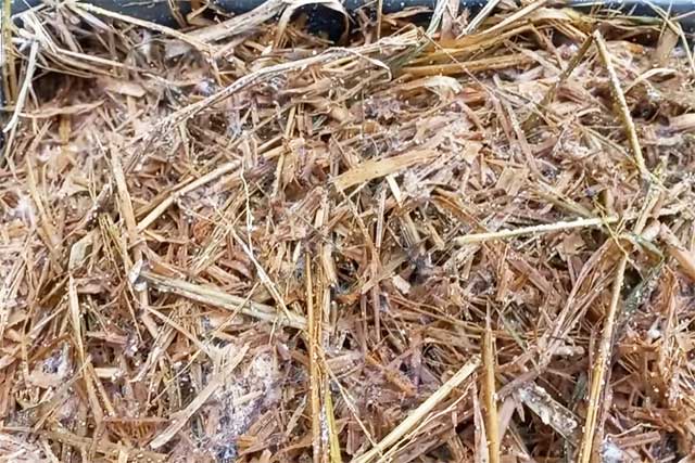 Cách trồng nấm rơm đơn giản