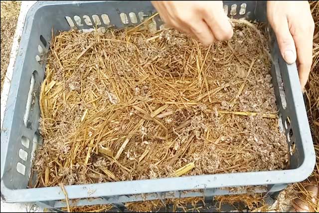 Cách trồng nấm rơm tại nhà