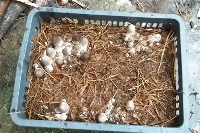 Cách trồng nấm rơm trong nhà kín