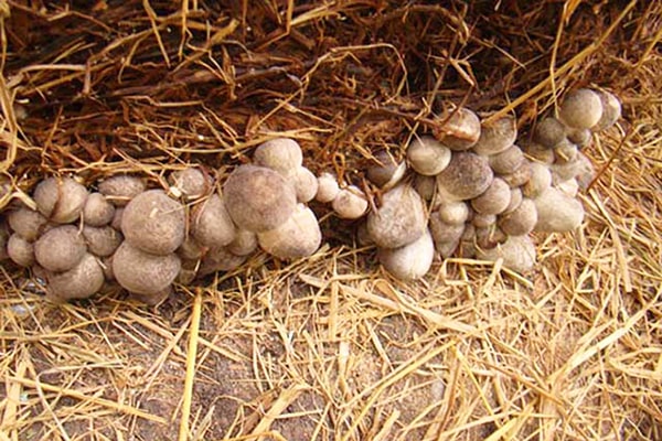 Mỹ Tú nhân rộng mô hình trồng nấm rơm trong nhà