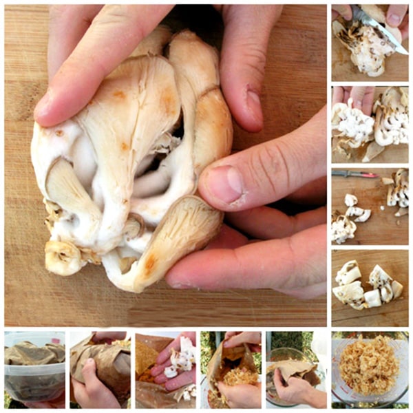 Cách trồng nấm sò