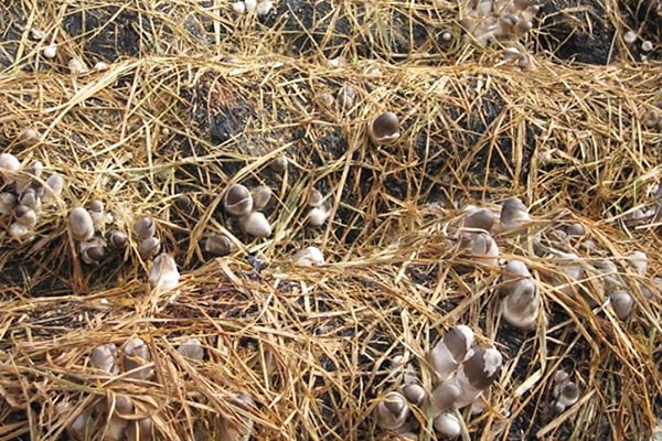 Mô hình trồng nấm trong nhà