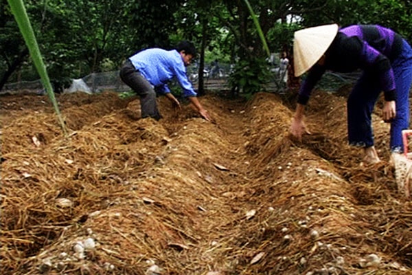 Nâng cao thu nhập cho nông dân từ phụ phẩm rơm rạ  Báo Cần Thơ Online