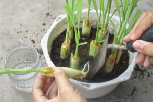 Cách trồng sả tại nhà