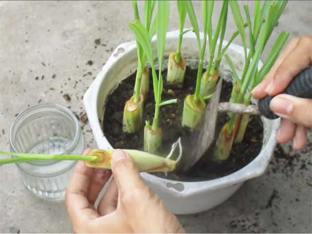 Cách trồng sả tại nhà