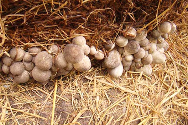 Nấm rơm chỉ thu hoạch được trong khoảng 3-4 ngày nên cần phải tranh thủ thu hái nấm