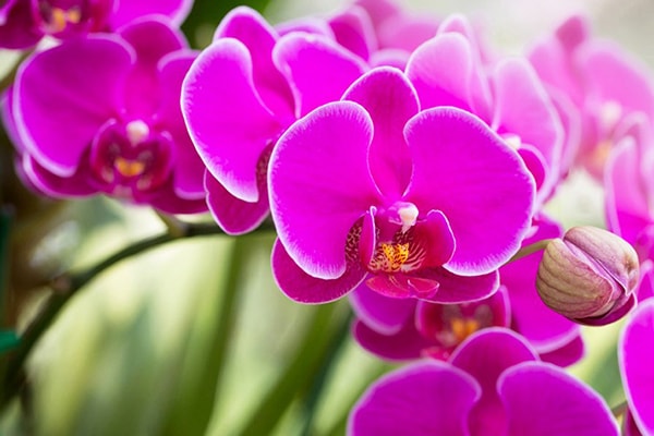 Cách trồng Lan Hồ Điệp cho hoa nở đẹp "bỏng mắt"