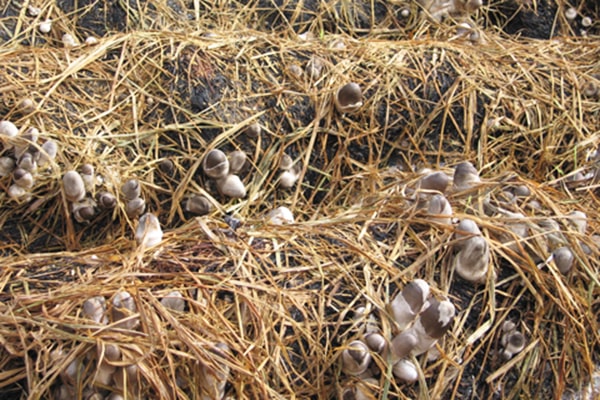 Thay bằng việc phải mua nấm rơm ở ngoài chợ, trồng nấm rơm tại nhà là xu hướng được nhiều người quan tâm