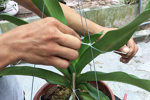 Cách trồng phong lan đai châu trong chậu