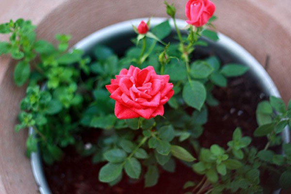 Lưu ý khi trồng hoa hồng trong chậu  Nhà Nông Xanh