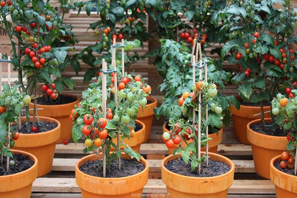 Cách trồng cà chua leo giàn năng suất nhất hiện nay