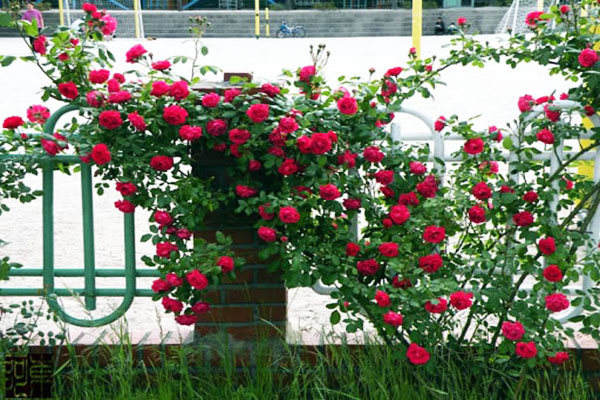 Top 7 hoa hồng leo tường vi hot nhất, đừng bỏ lỡ