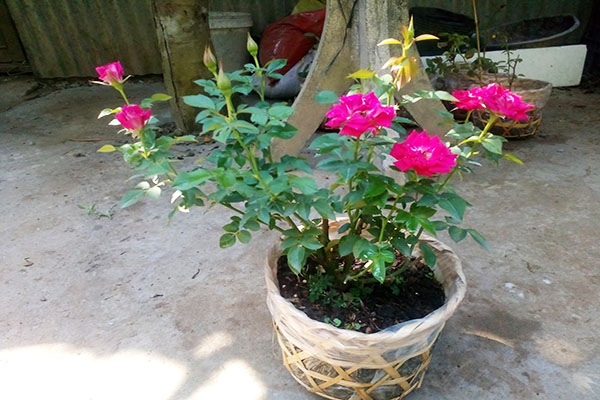 Hình ảnh cách trồng hoa hồng leo từ cành đơn giản nhất bằng gốc