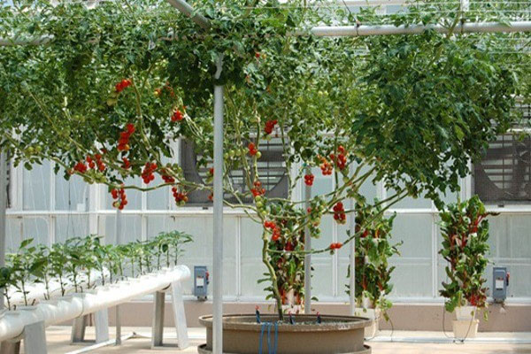 Cách trồng cà chua bạch tuộc.