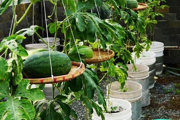 Tìm hiểu kỹ thuật trồng dưa hấu mang lại lợi nhuận cao  Agrivn