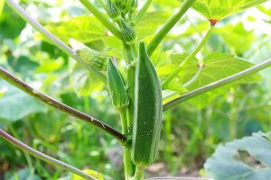 Cách trồng đậu bắp