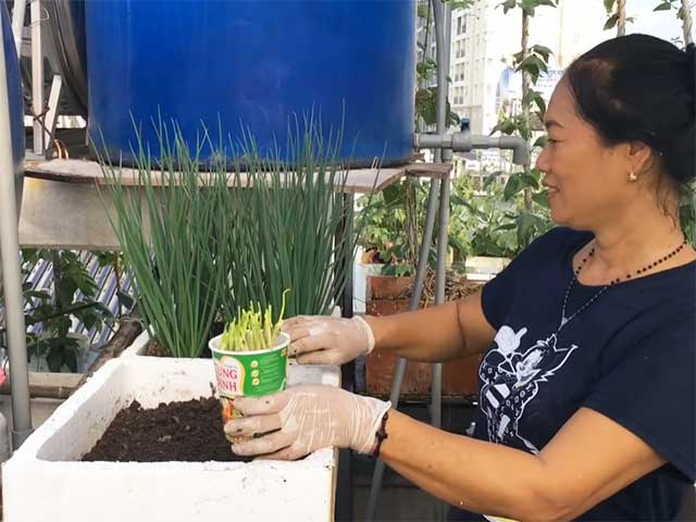 Cách trồng hành lá đơn giản, bằng chai nhựa củ hành tím khô