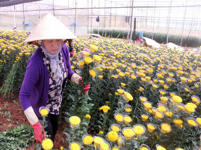 Kỹ thuật trồng hoa cúc vàng
