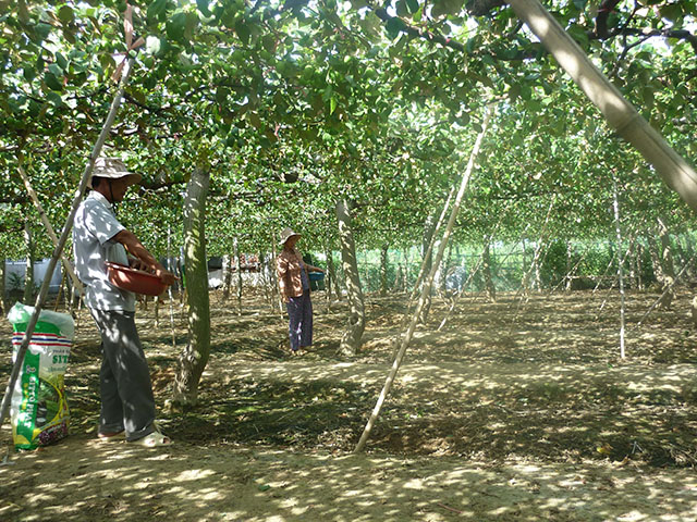 Liều trồng 300 gốc táo ở vùng đất chết thu cả trăm triệu đồng