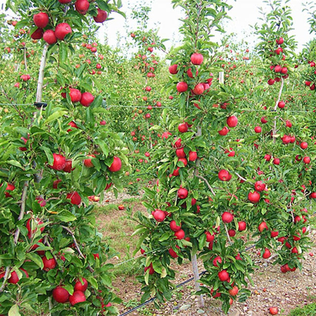 Cách trồng cây táo tây
