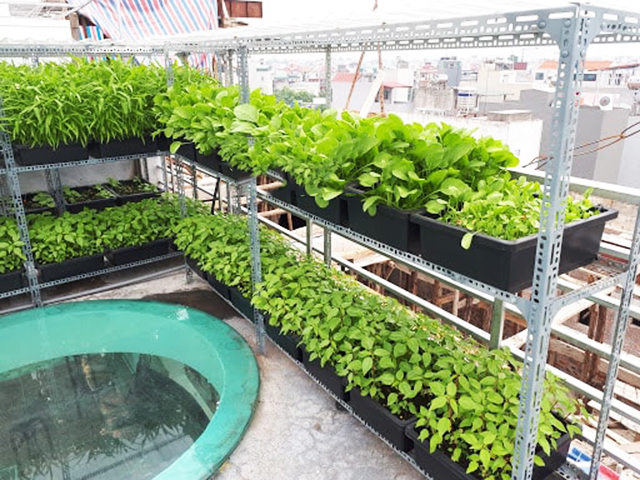 Mô hình trồng rau sạch trên sân thượng  Chợ Nông Sản Khánh Hoà