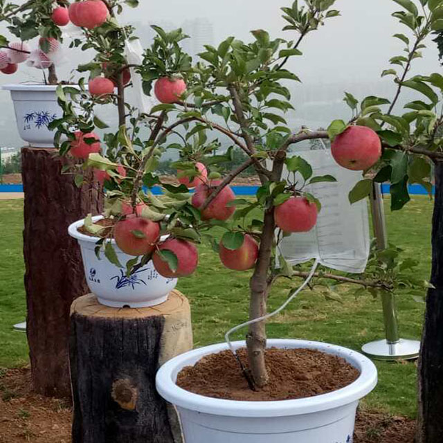 Cách trồng táo trong chậu