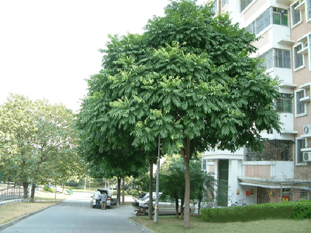 Cây sấu trồng trước nhà