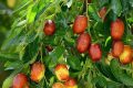 Cây táo tàu trồng ở Việt Nam