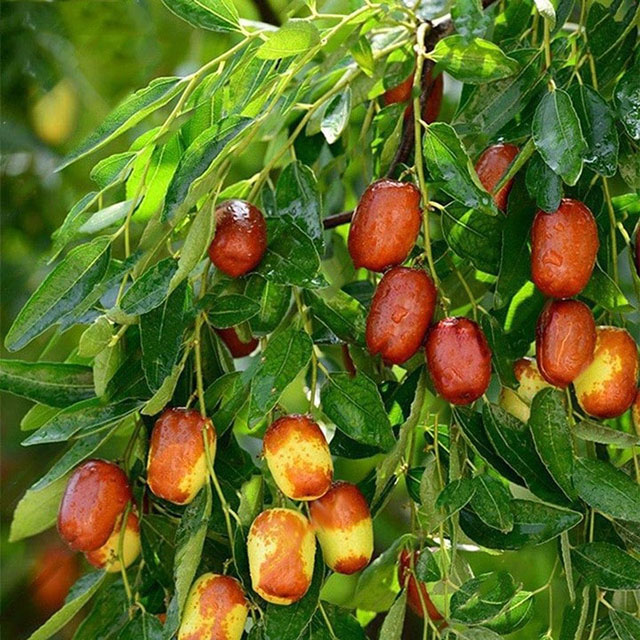 Cây táo tàu trồng ở Việt Nam