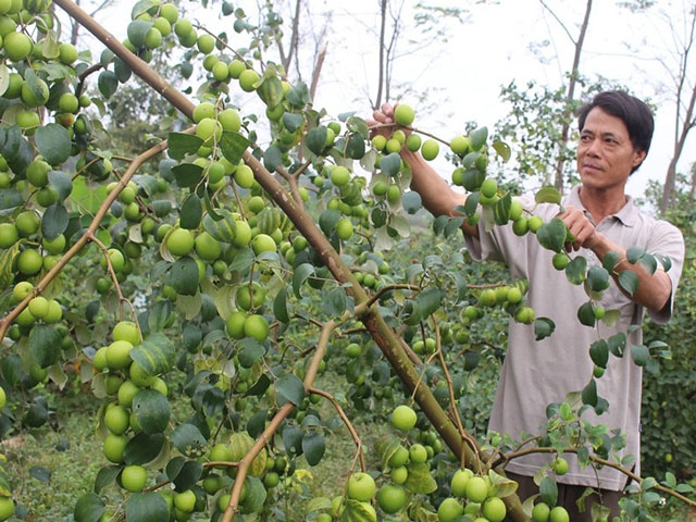 Thái Nguyên Mô hình trồng táo Đài Loan mang lại hiệu quả kinh tế cao