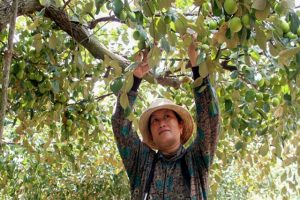 Kỹ thuật trồng cây táo