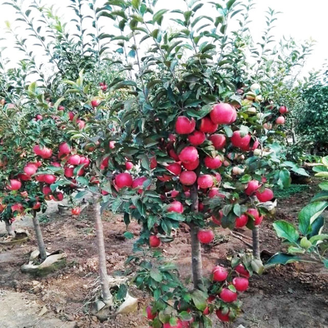 Kỹ thuật trồng táo tây