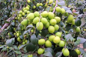 Kỹ thuật trồng táo thái lan