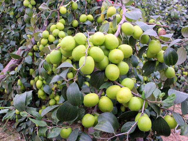 Kỹ thuật trồng táo thái lan