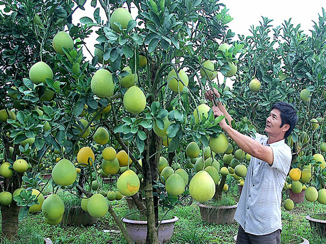 Thực hiện 269 mô hình dự án khuyến nông trên cây ăn trái