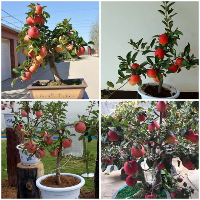 Cây táo trồng trong khu phong tỏa TPHCM có liên quan đến phim Cây táo nở  hoa