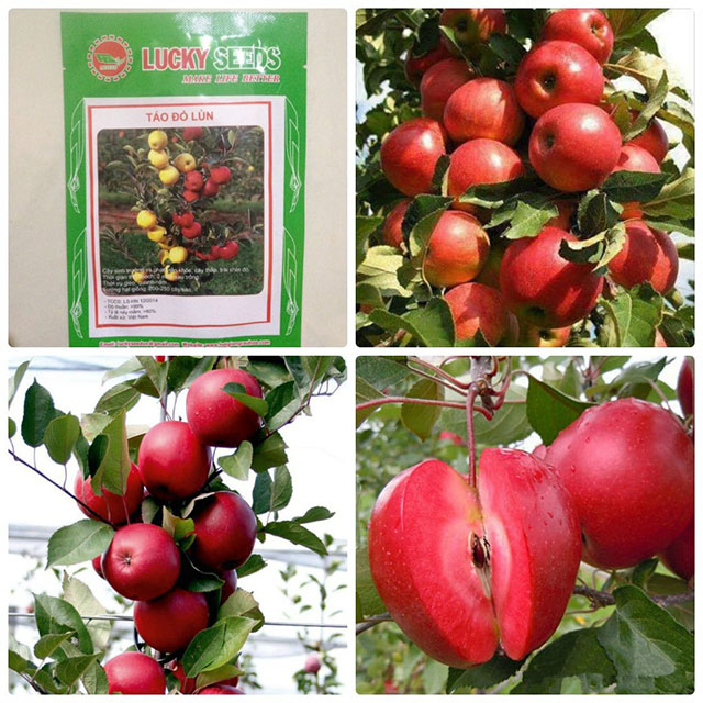 Tổng hợp 99 hình về mô hình trồng táo đỏ  daotaonec