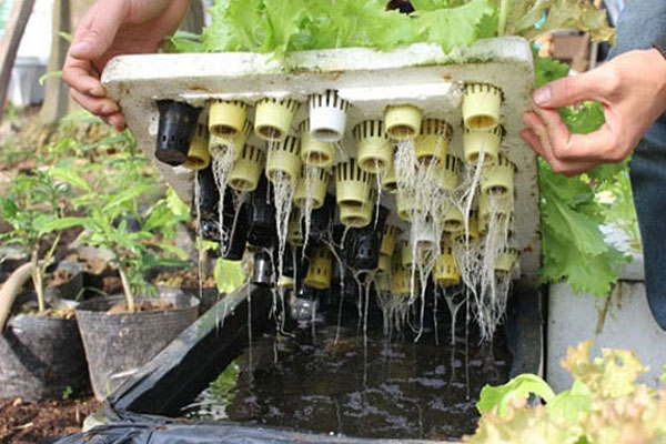 Cách trồng rau thủy canh bằng thùng xốp