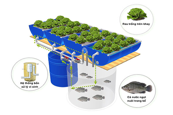 Mô hình trồng rau nuôi cá